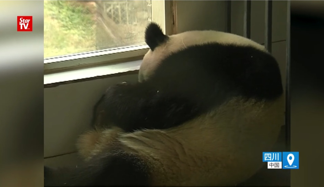 사랑받던 말레이시아 판다, 중국 반환 후 모습...jpggif | 인스티즈