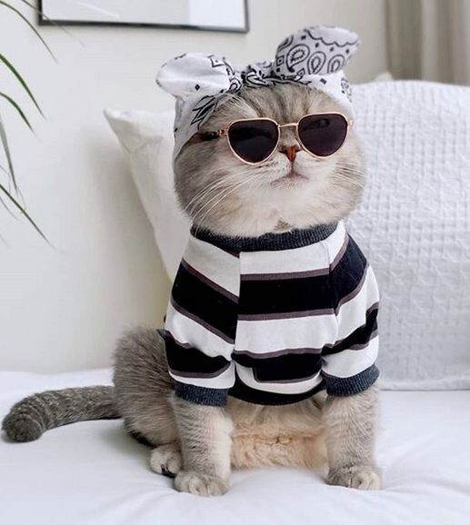 옷 잘입는 고양이 데일리패션 | 인스티즈