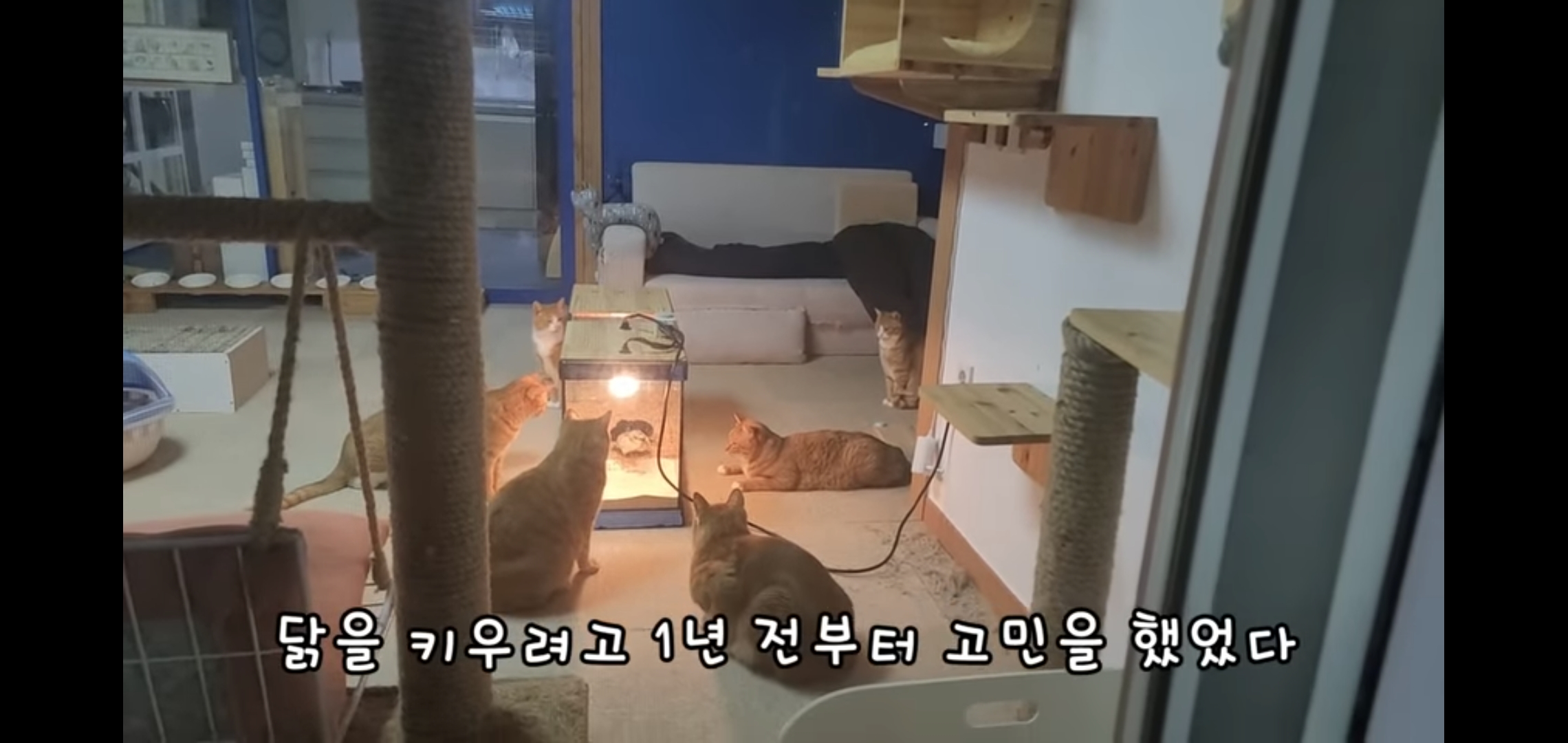 오늘자 폭력적이고 불쌍한 영상 올린 유튜버 매탈남.jpg | 인스티즈