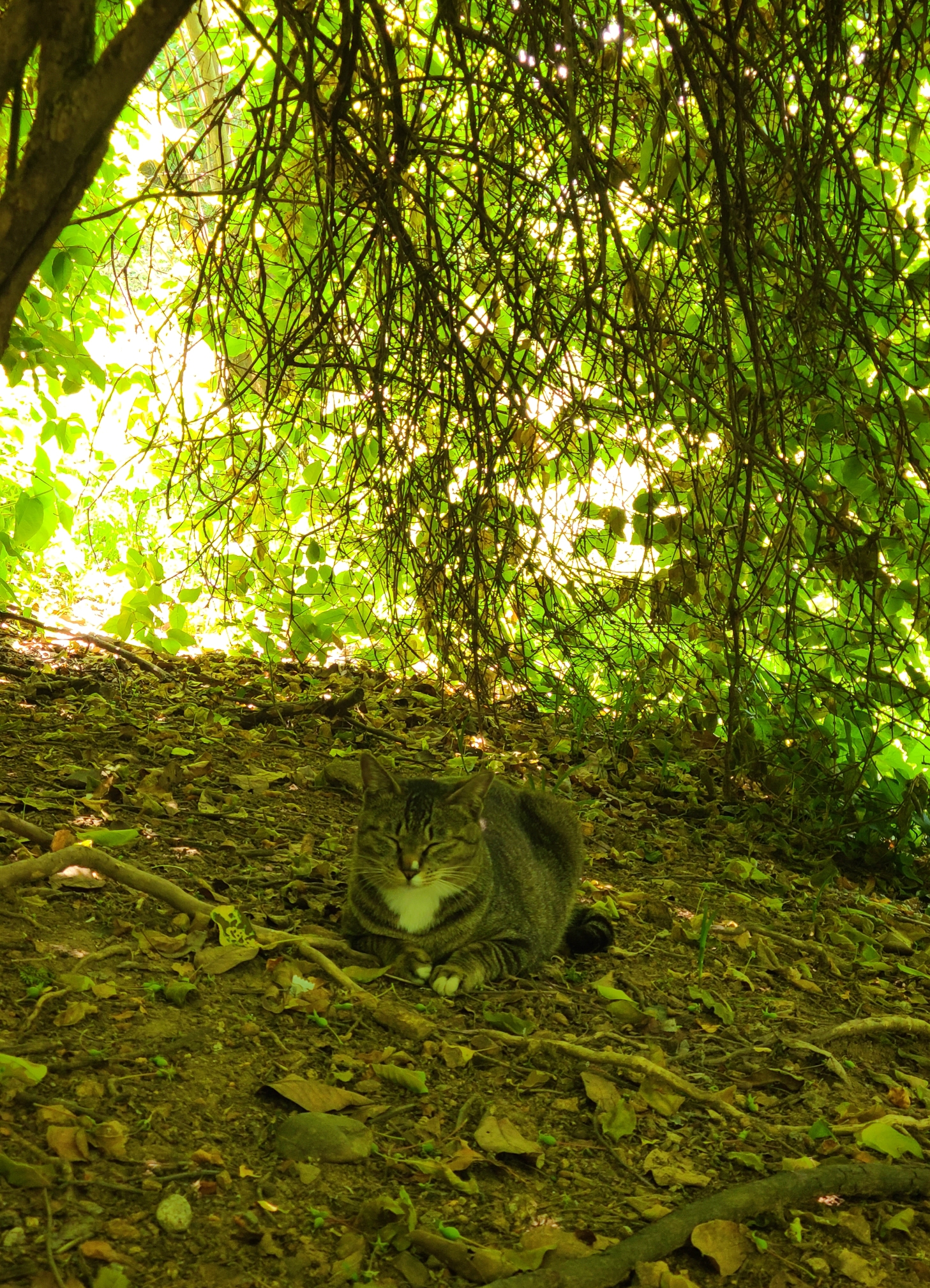 고양이랑 샌드위치 먹었어 🥪🐱 | 인스티즈