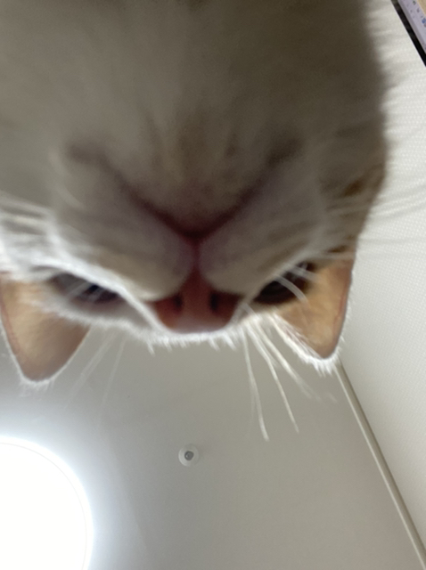 냥줍한지 한달 된 우리 고양이 보고가~!~! | 인스티즈