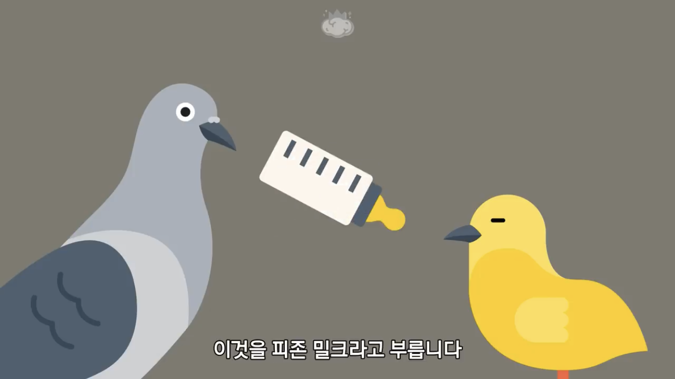 거리에 비둘기가 이렇게 많은데 왜 새끼 비둘기는 안 보일까? | 인스티즈
