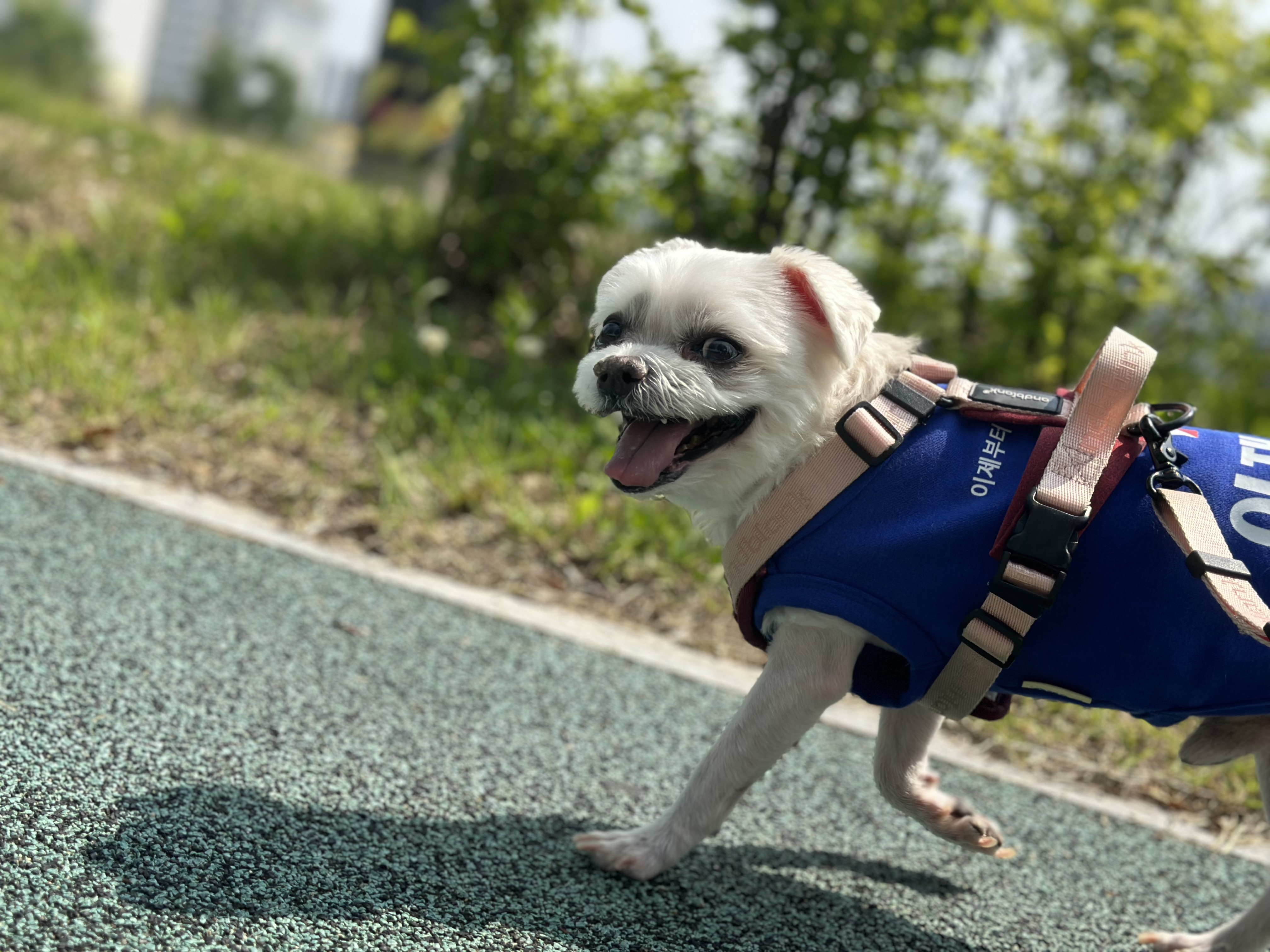 이재명 대통령만들기 정권찌르기 산책 완 | 인스티즈