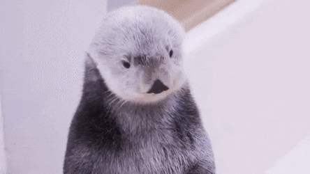 해달 몸에 숨겨져있던 비밀의 | 인스티즈