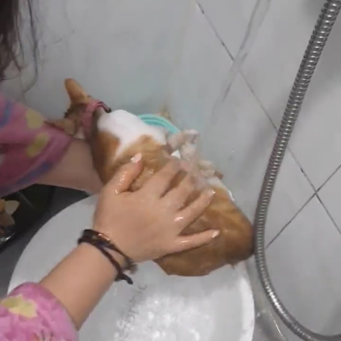 고양이가 이렇게 흙당근처럼 씻겨지는거 처음봄 | 인스티즈