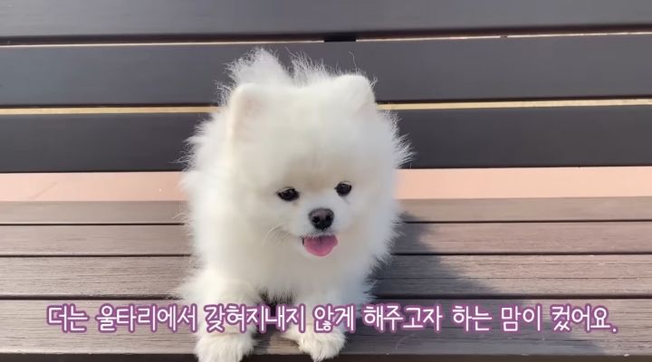 강아지가 두번이나 파양된 충격적인 이유.jpg | 인스티즈