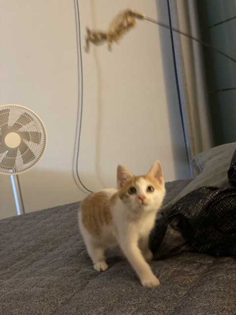 냥줍한지 한달 된 우리 고양이 보고가~!~! | 인스티즈