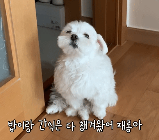 현관을 못 벗어나는 집돌이 강아지.gif | 인스티즈