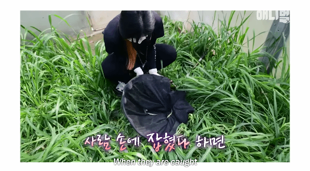 야생성 사라진 아기 삵들을 위해 야생성 있는 친구가 들어왔는데 눈빛부터가 다름 | 인스티즈