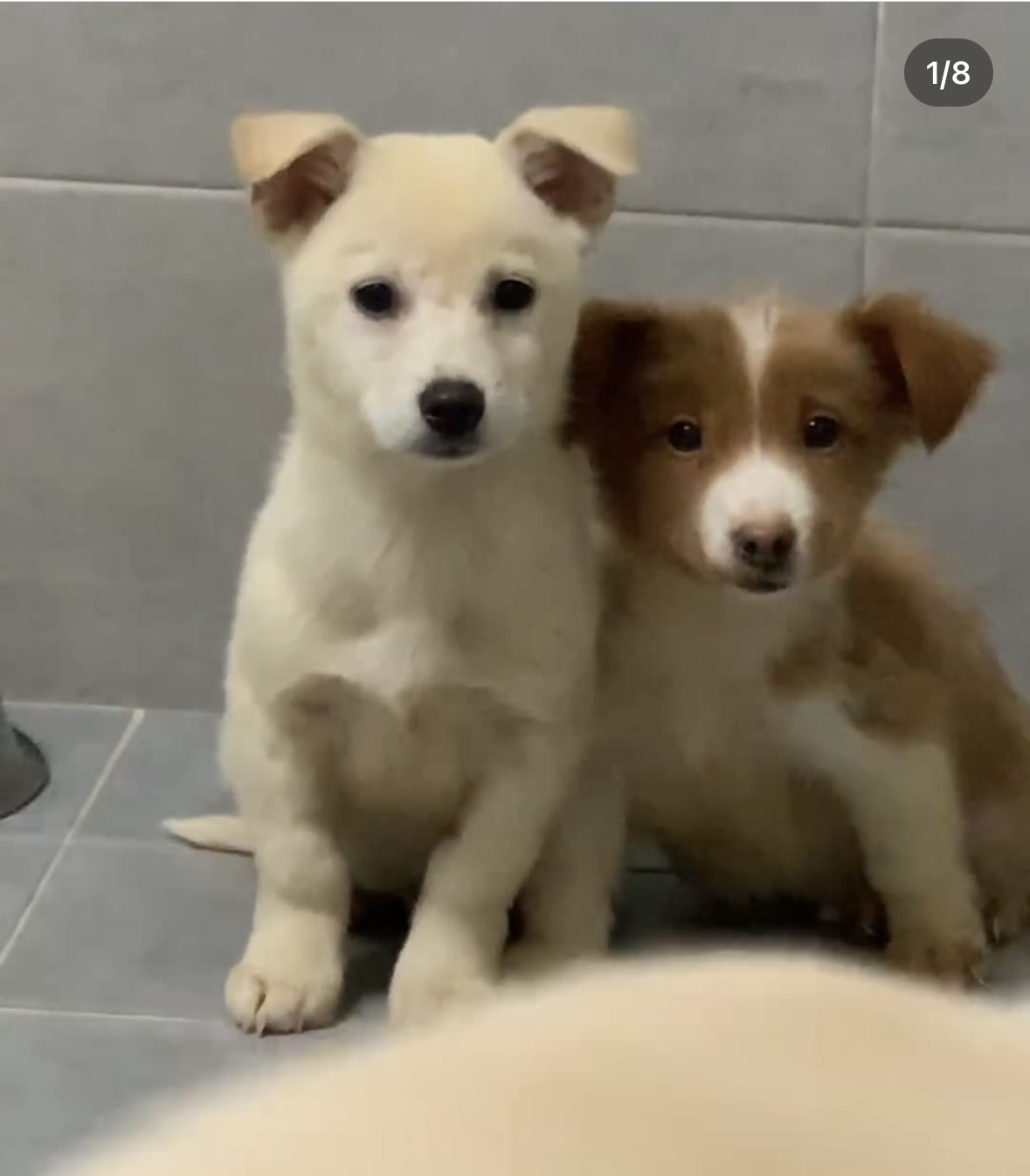 사람을 이렇게나 좋아하는데.. 곧 안락사된대요.... | 인스티즈