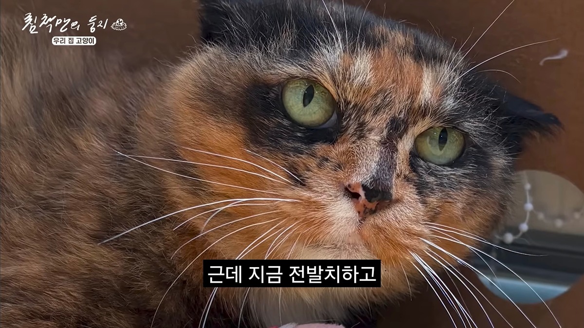 유기묘 보호소에 간식+사료 기부한 나폴리 맛피아 | 인스티즈