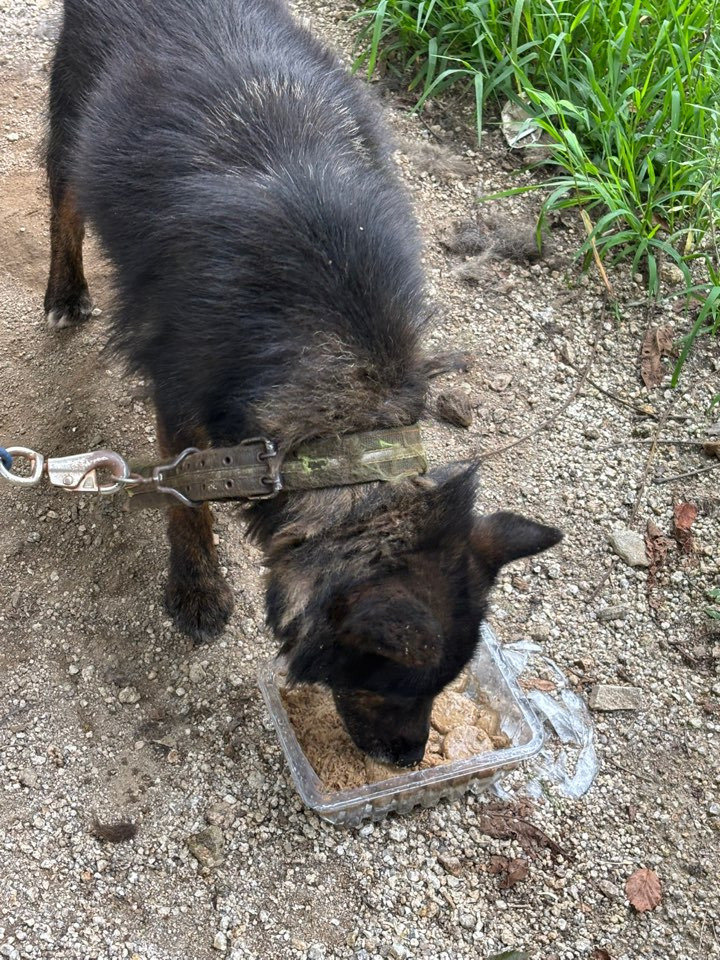 쩌리에서 논란이였던 계곡 방치견에 대한 캠핑장 피드백 | 인스티즈