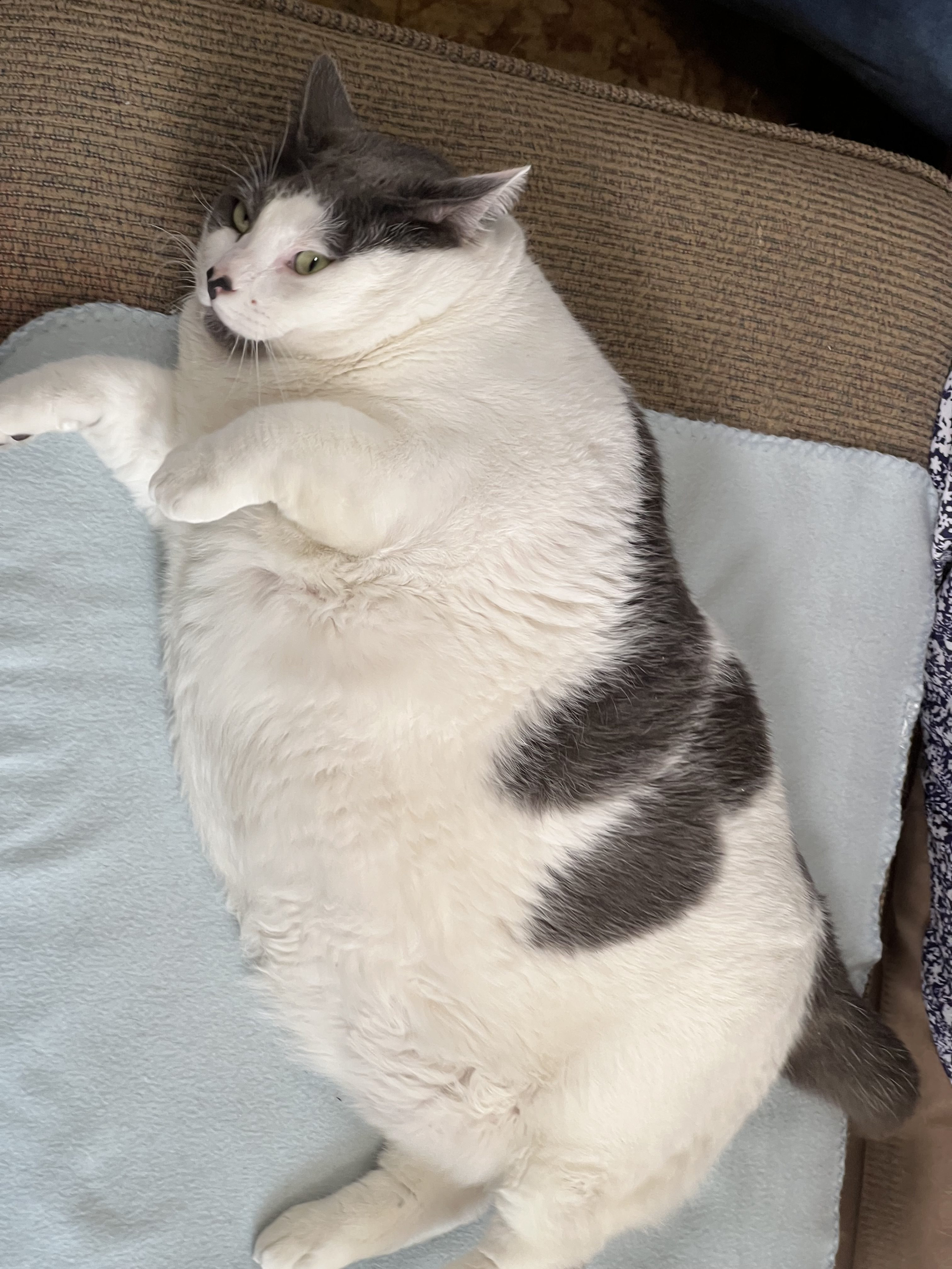 미국에서 화제된 18kg 뚱냥이 입양한 여성.JPG | 인스티즈