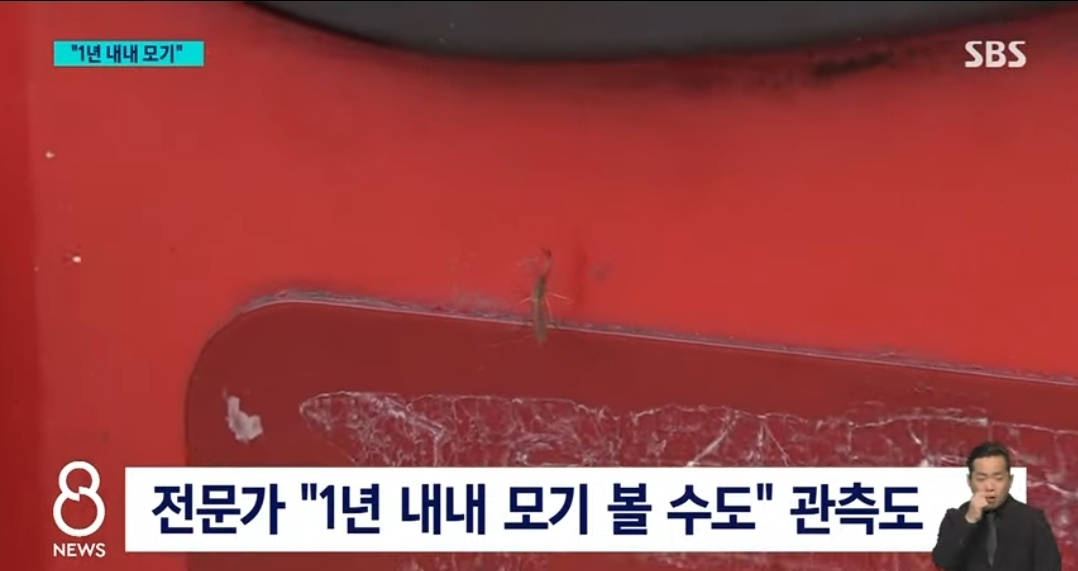 앞으로 한국에서 1년 내내 볼수 있을 것으로 예상하는 것 | 인스티즈