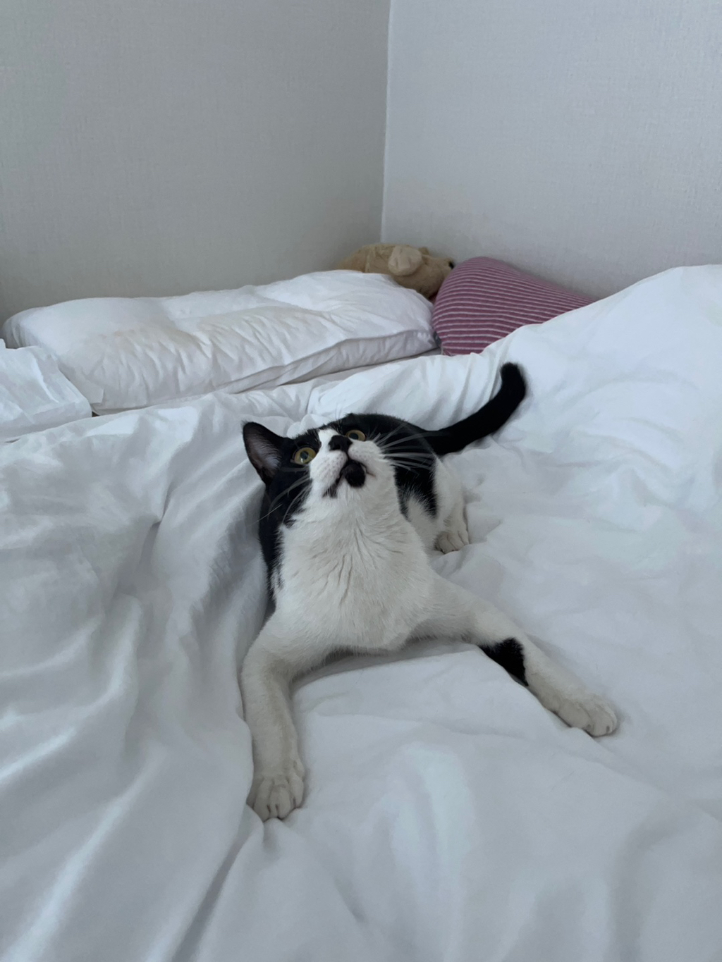 [입양홍보] 혹r률 ✮100➠✥✹프로 7H냥ㅇ1 홗➦정♘ ➜✾ 뽑ㄱ1¿불필요♟ | 인스티즈