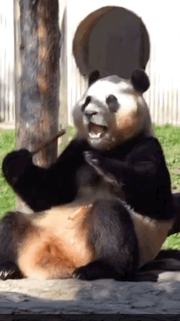 푸바오 경련 증상, 간질(뇌전증) 의심 | 인스티즈