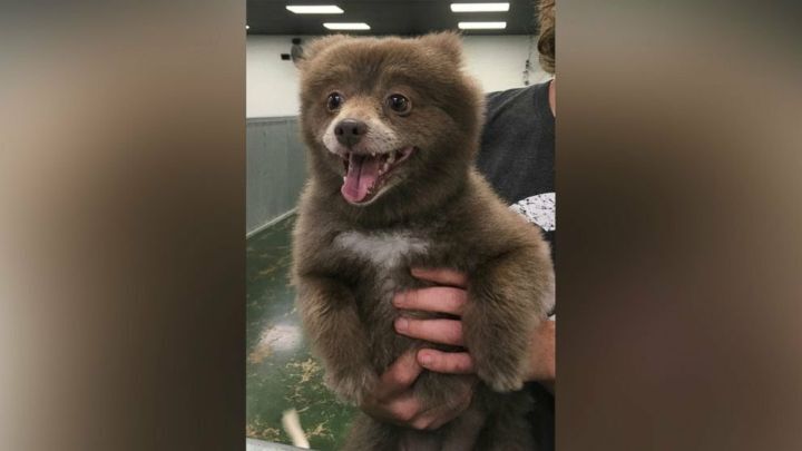 댕댕인 줄 알고 유기견 센터에 들어온 곰 | 인스티즈