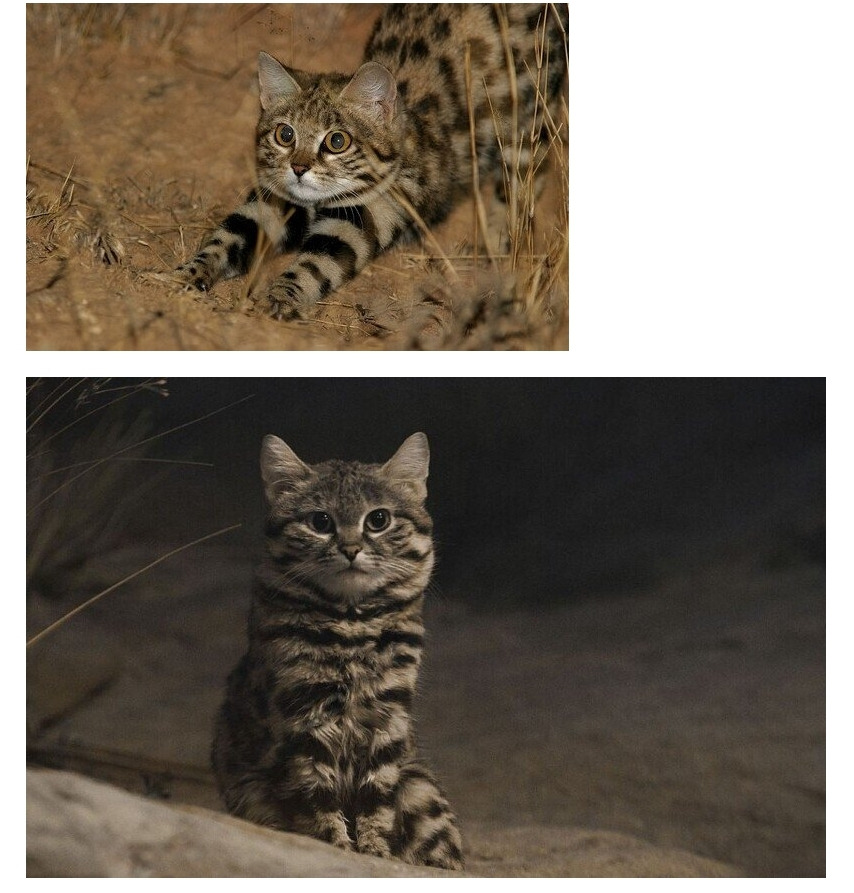 고양잇과 중 사냥성공률이 제일 높은 맹수 | 인스티즈