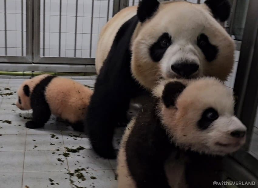 사랑하는 아빠 저 애보예요 (아이바오가 강바오에게 보내는 편지) | 인스티즈