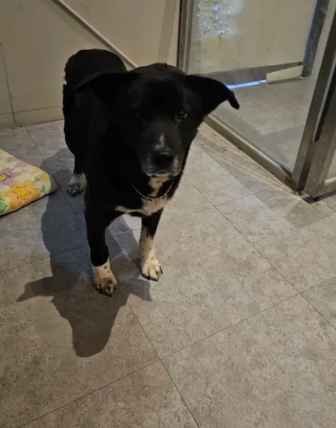 성폭행 당한 강아지 밍키 근황 | 인스티즈