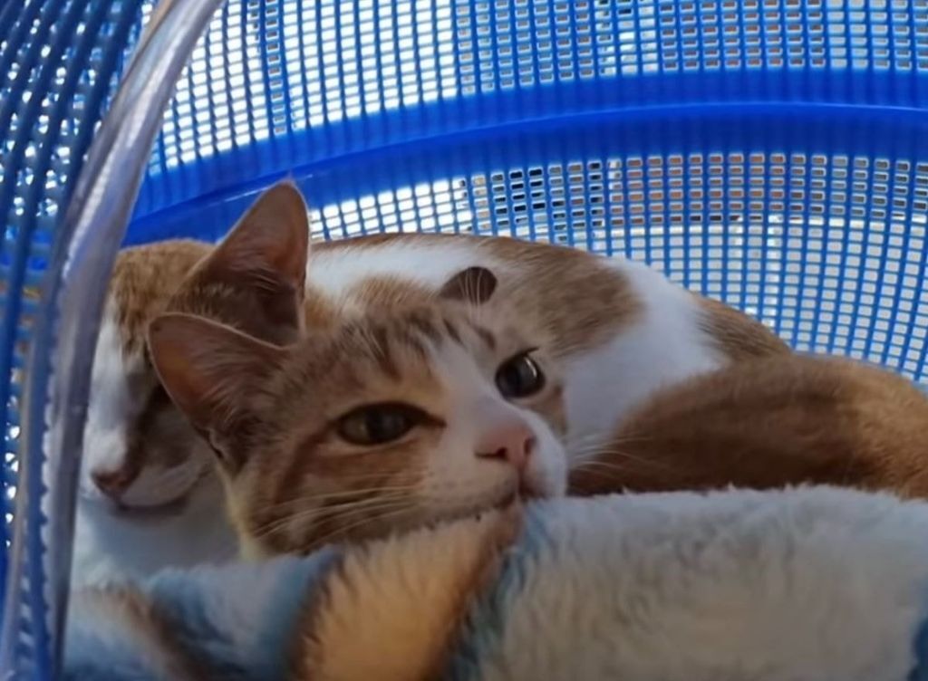 258c17cf715da3b0c1937ec804f408b57c4d2f6e