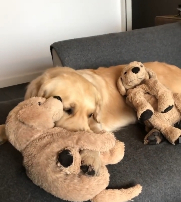 애착인형을 너무나도 좋아하는 댕댕이래... | 인스티즈