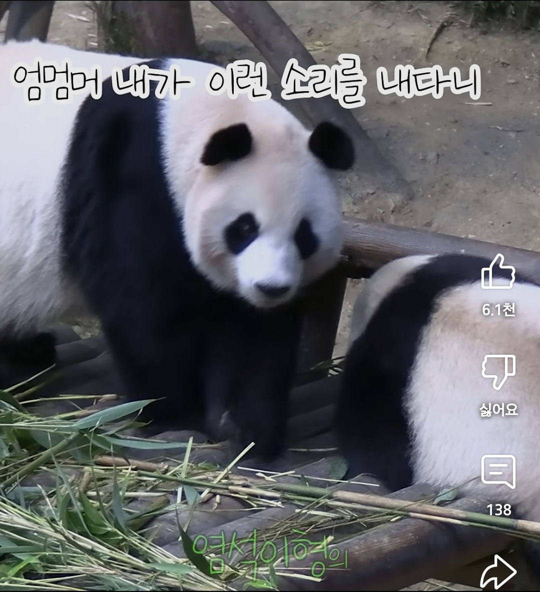 맹수소리내는 아이바오🐼 | 인스티즈