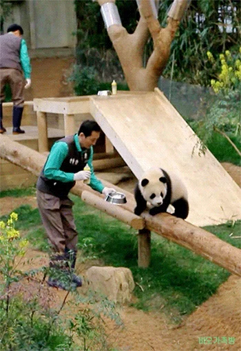 후이바오🐼 킹받게 놀리는 송바오 | 인스티즈