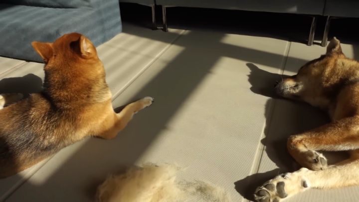 집에 강아지들끼리만 남겨졌을때 | 인스티즈