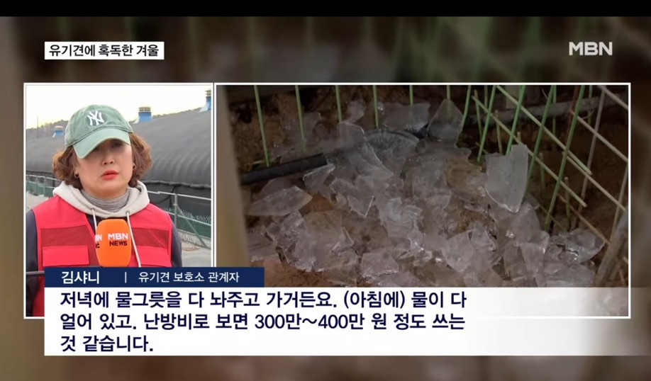 추운 겨울이 더 혹독한 유기견 보호소..."봉사자 문의 한 건도 없어" | 인스티즈