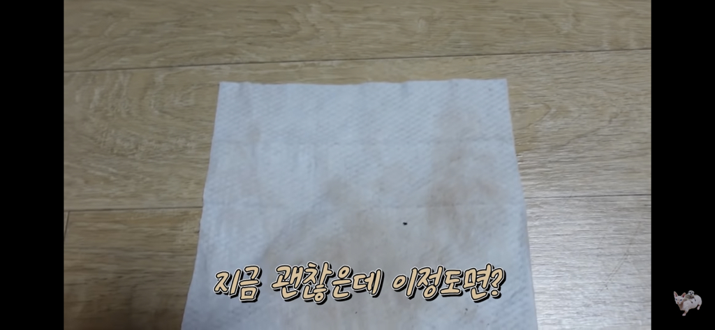 털이 없는 스핑크스는 키우기 편할까? (위생주의) | 인스티즈