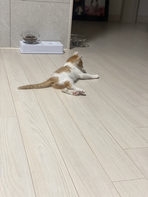 냥줍한지 한달 된 우리 고양이 보고가~!~! | 인스티즈