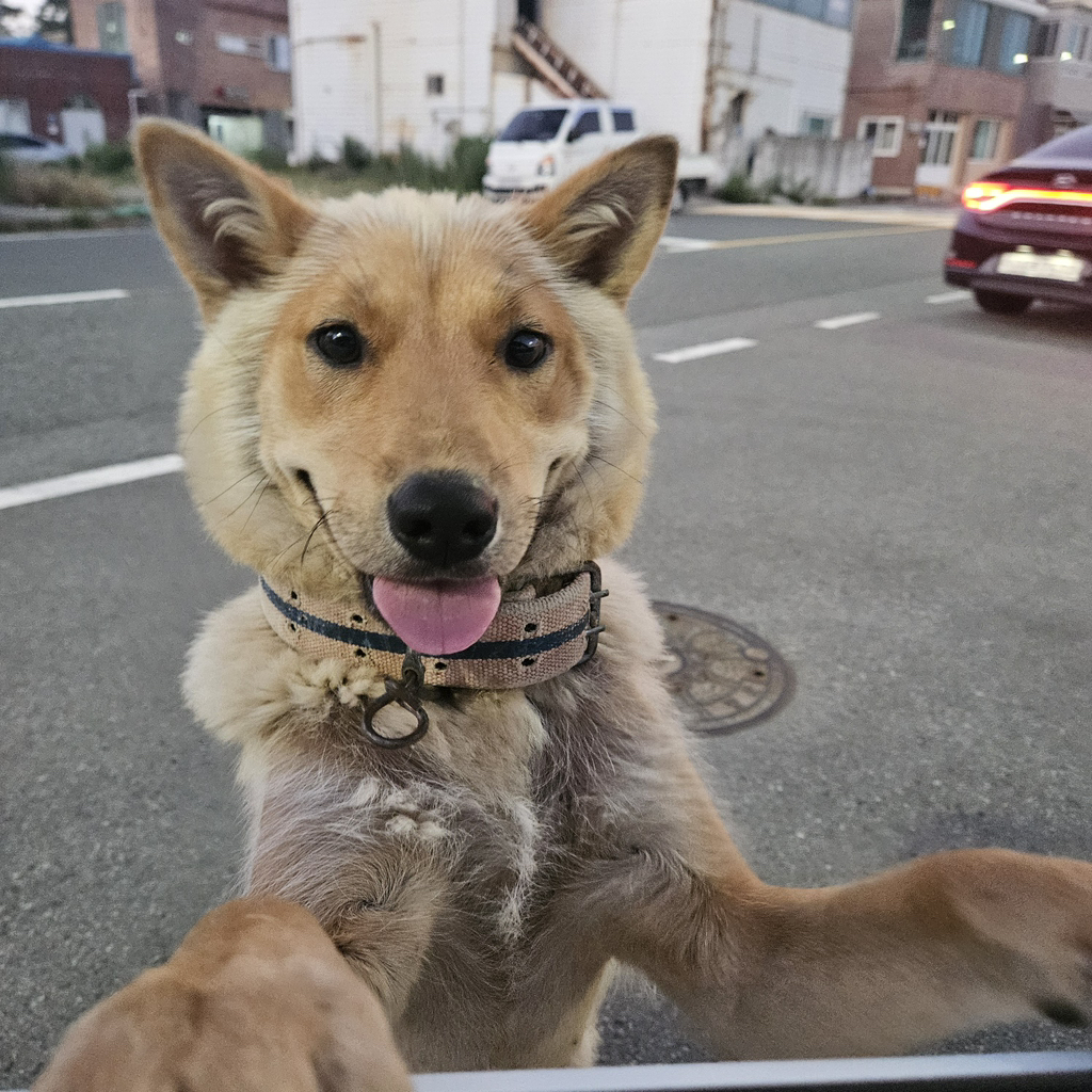 [입양홍보] 개장수에게 팔렸다 되찾아온 방치견 진순이·진돌이, 평생 가족을 찾아요! (부산/울산/전국) | 인스티즈