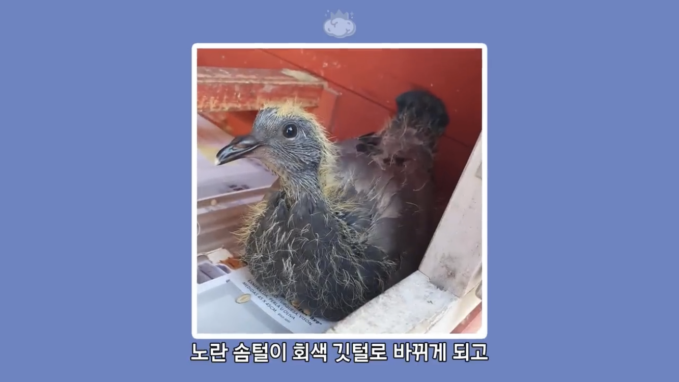 거리에 비둘기가 이렇게 많은데 왜 새끼 비둘기는 안 보일까? | 인스티즈