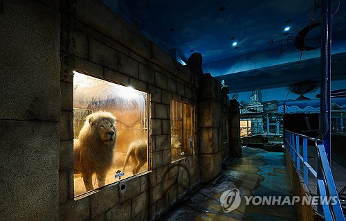 7년 만에 지하사육장 탈출한 백사자 부부, 3남매 무사 출산 | 인스티즈