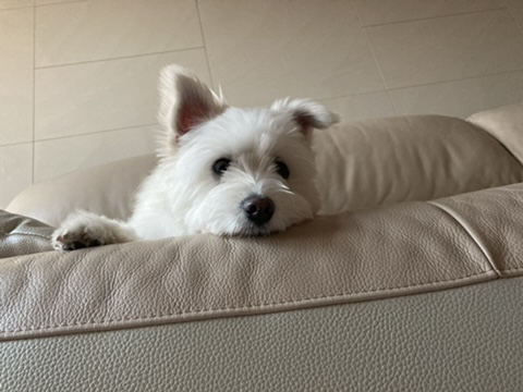 [강아지] 아빠가 보내주는 강아지 사진이 좋은 이유 | 인스티즈