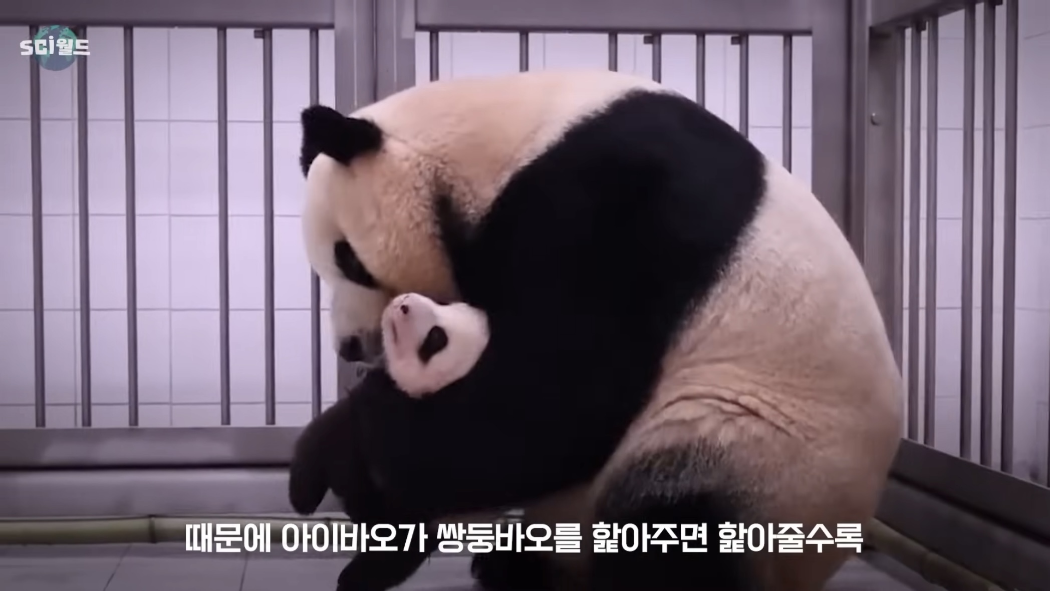 아기 판다들이 꼬질한 이유 | 인스티즈
