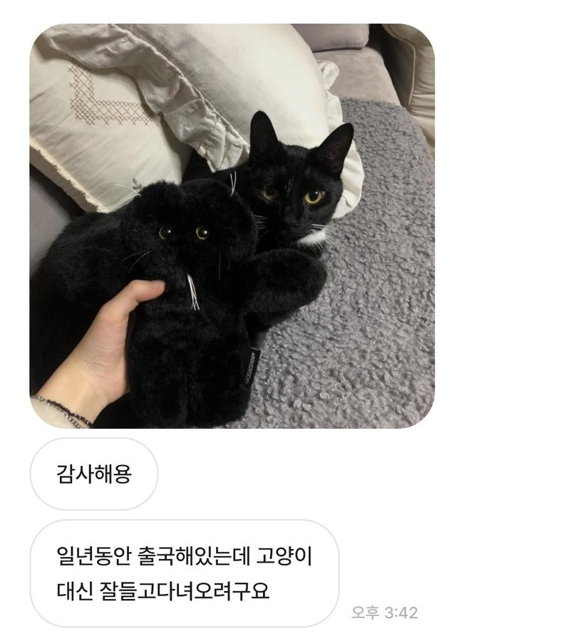 중고거래 구매자가 자꾸 이모티콘을 보내서 무서웠는데 알고 보니 고양이였음.twt (귀여우니까 보고 힐링해) | 인스티즈