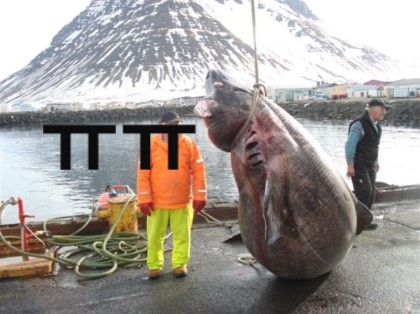 🦈 태어나고 무려 150년 지나서야 첫 짝짓기 하는 동물 | 인스티즈