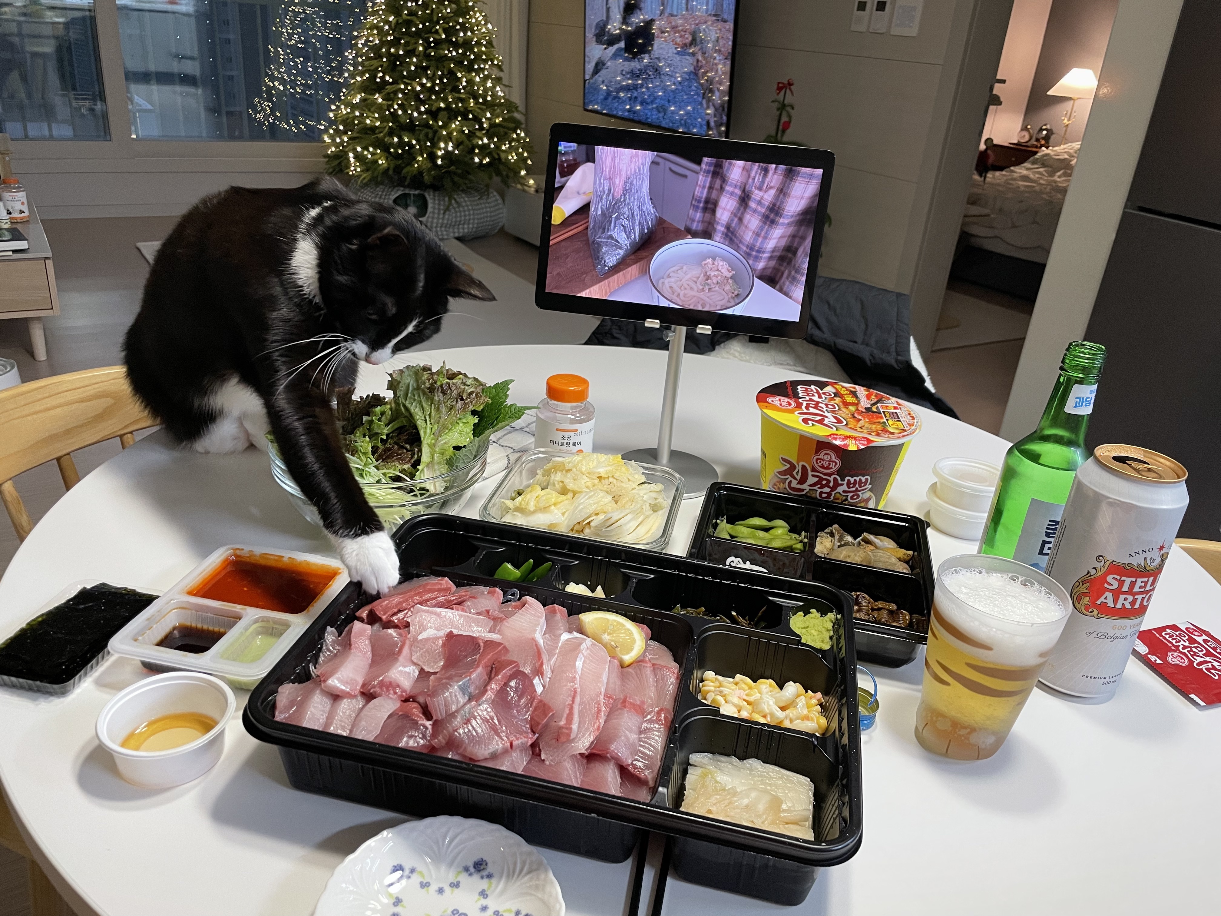 안주 뽏이는 고양이 어떤데 ㅋ | 인스티즈