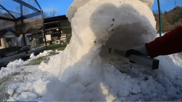 눈으로 집 만들어줬는데 갑자기 싸우는 하하하네 고양이들.gif | 인스티즈