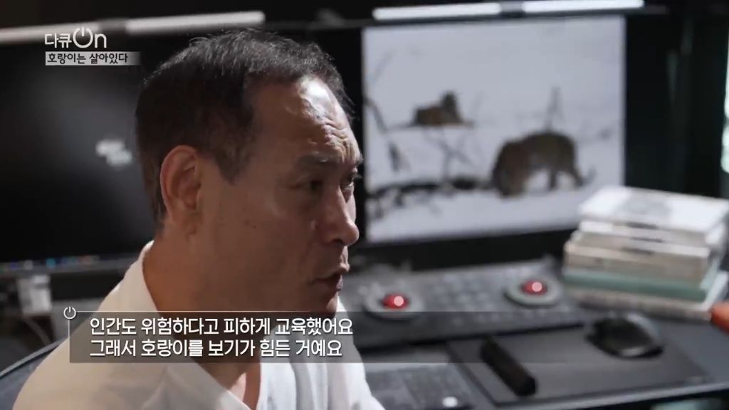 '절멸'의 '한국 호랑이'. 🐅 그 100년간의 이야기. -마지막- | 인스티즈