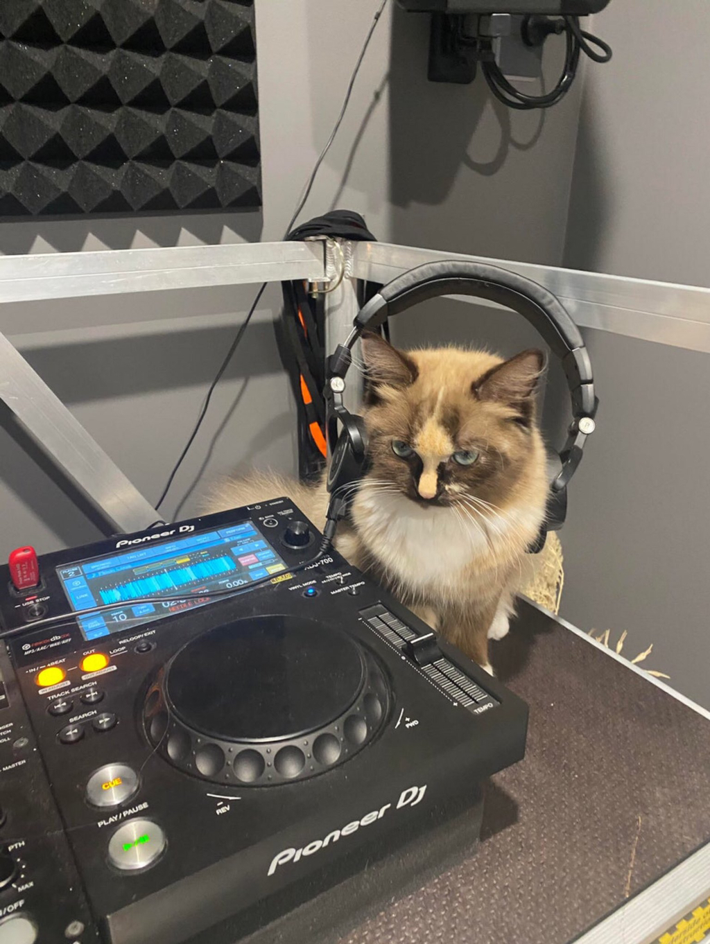 토요일의 고양이를 좋아하세요? | 인스티즈