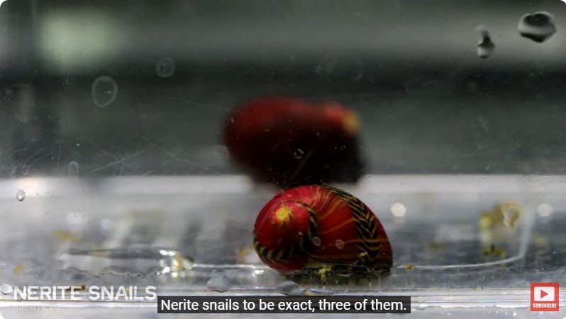 거대한 수조에 열대우림 환경을 조성해놓으면 생기는 일 - 4 | 인스티즈