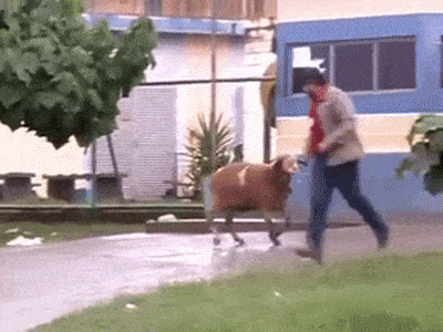 사람들이 잘 모르지만 넘사벽으로 성격 더러운 동물 | 인스티즈