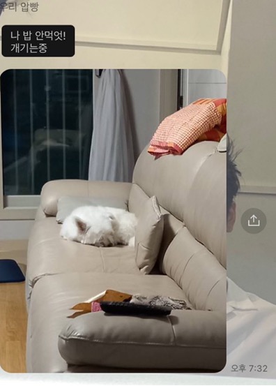 [강아지] 아빠가 보내주는 강아지 사진이 좋은 이유 | 인스티즈