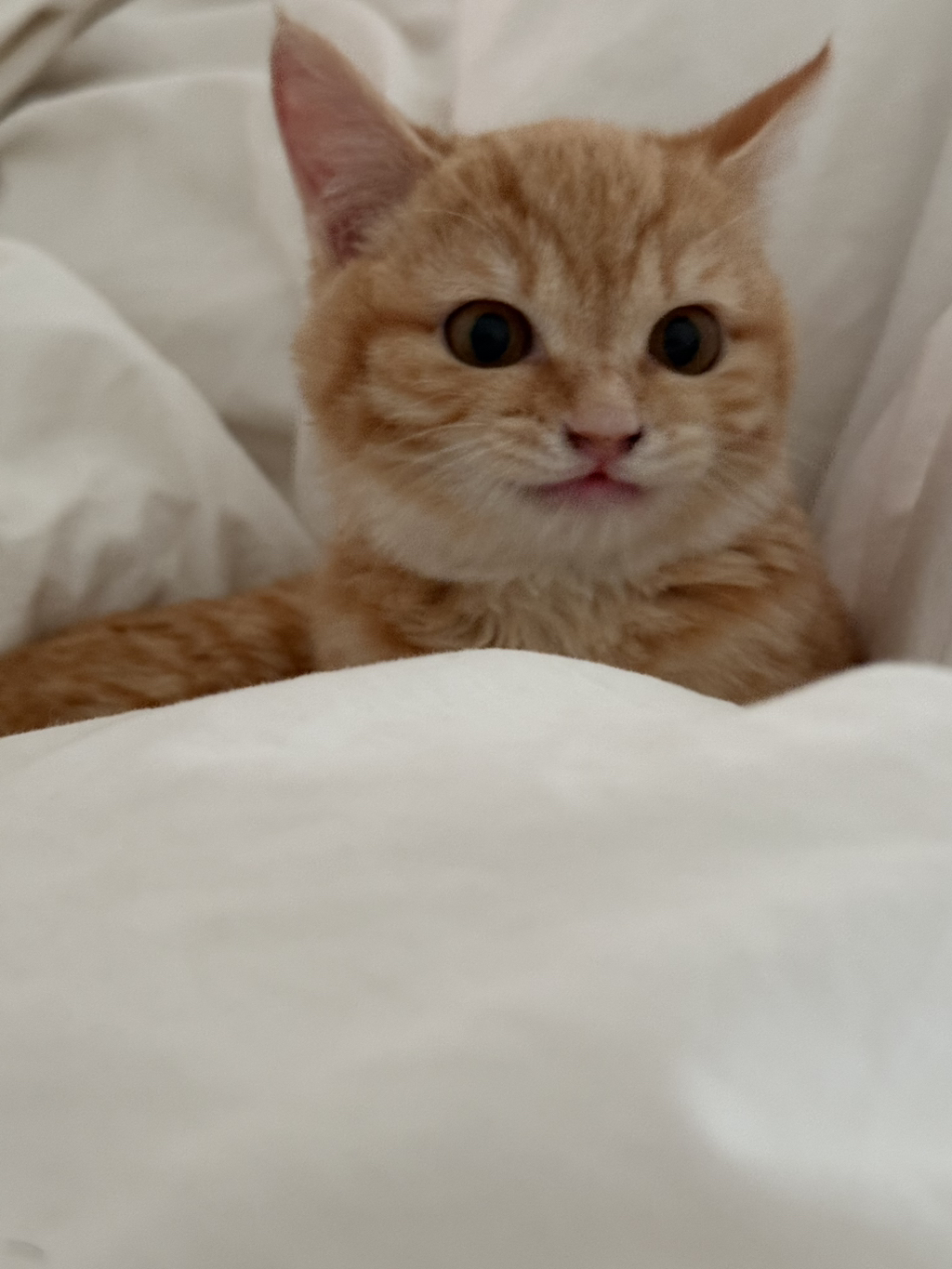 우리집 고양이 귀엽지 | 인스티즈