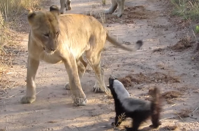 분노조절안되는 미친동물 벌꿀오소리를 알아보자! (제법 귀여움 주의) | 인스티즈