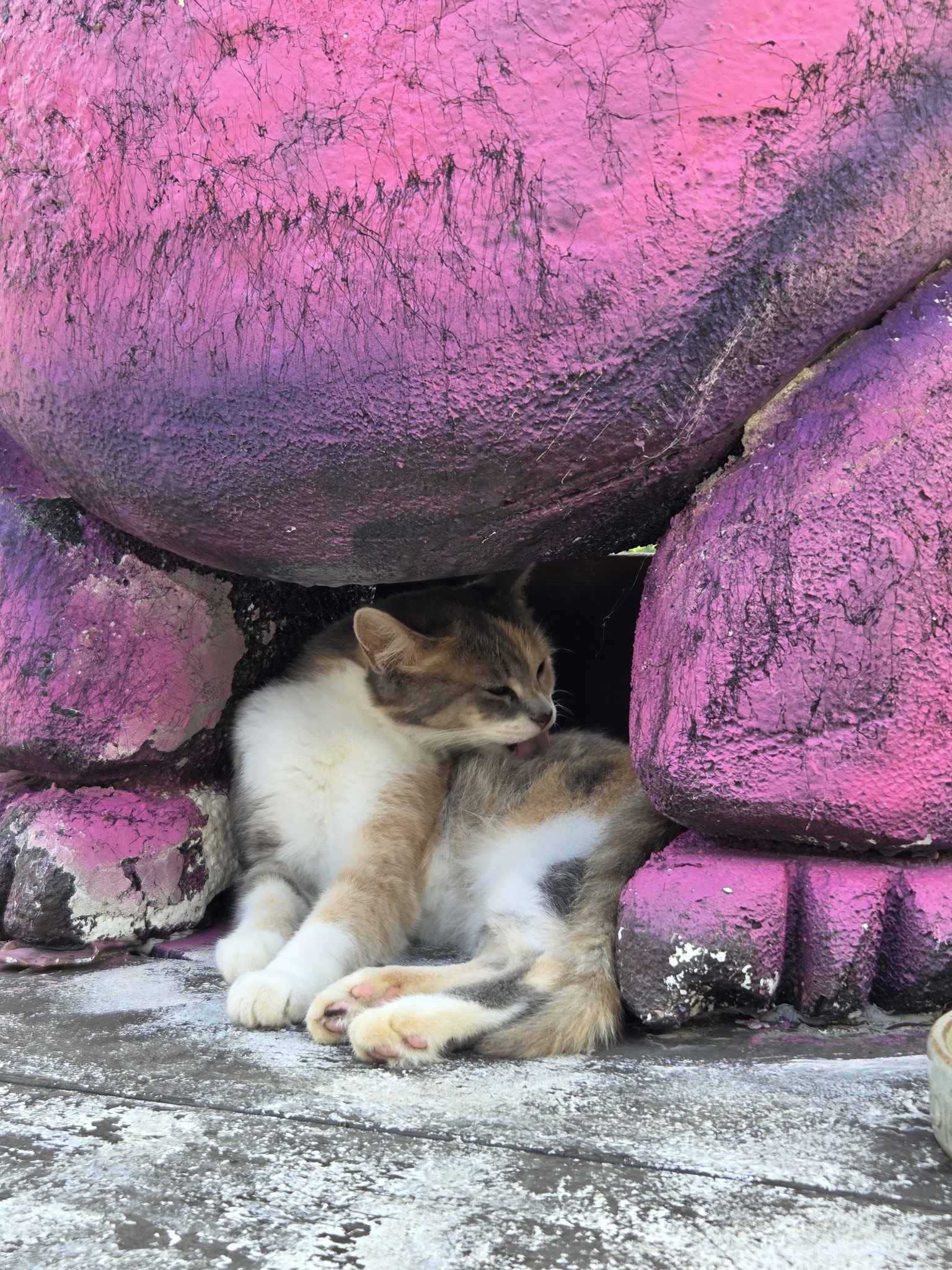 인천 영흥도에 있는 고양이역.jpg | 인스티즈