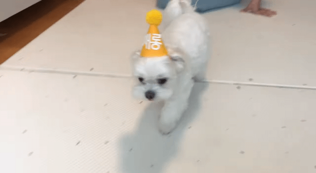 생일이 뭔진 모르겠지만 아무튼 신난 재롱이 | 인스티즈